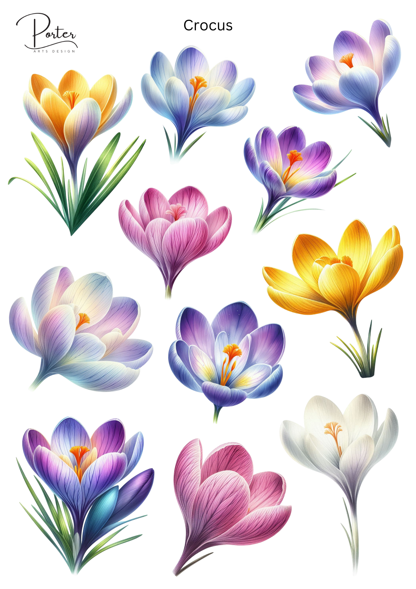 *TANGIBLE* Crocus Sticker