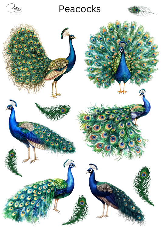*TANGIBLE* Peacocks Stickers